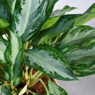 Aglaonema Manila Beauty Plant-the-tarva-2