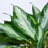 Aglaonema Manila Beauty Plant-thhe-tarva