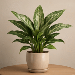 Aglaonema Manila Beauty Plant
