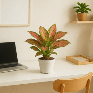 Aglaonema Pink Beauty Plant Online India