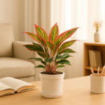 Aglaonema Red Beauty Plant Online India