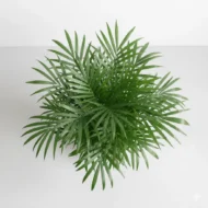 Areca Palm Plant - 1 - The Tarva