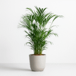 Areca Palm Plant Online in India