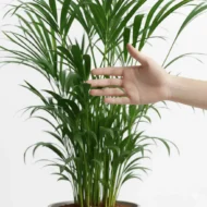 Areca Palm Plant - 2 - THe Tarva