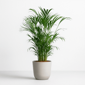 Areca Palm Plant Online in India