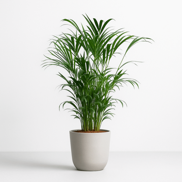 Areca Palm Plant Online in India