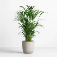 Areca Palm Plant Online in India