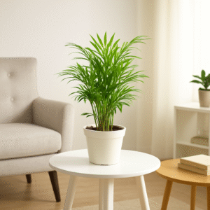 Bamboo Palm Plant Online India