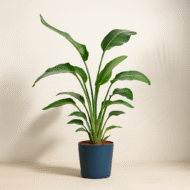 Bird of Paradise Plant Online in India