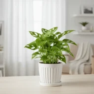 Broken Heart Plant - The Tarva