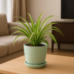 Buy Chlorophytum Spider Plant Online in India