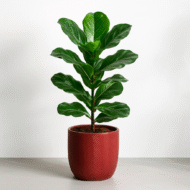 Ficus Lyrata Bambino Plant Online in India