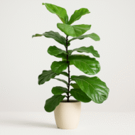 Fiddle Leaf Fig Plant Online in India
