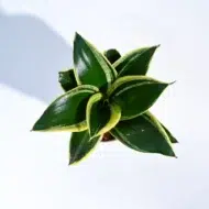 Golden Hahnii - The Tarva