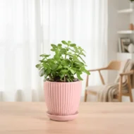 Lucky Jade Mini Plant- The Tarva