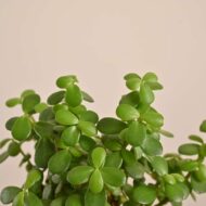 Lucky jade Plant - The Tarva
