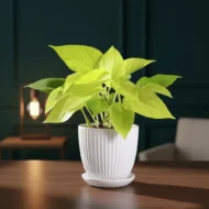 Money Plant Golden- The Tarva