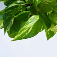 Money Plant - Variegated - The Tarva