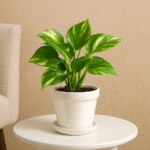 Buy Money Plant Variegated Online | Indoor Lucky Plant – The Tarva