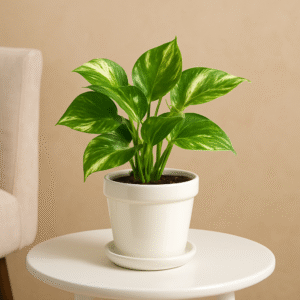 Buy Money Plant Variegated Online | Indoor Lucky Plant – The Tarva