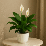Buy Peace Lily Plant Online in India