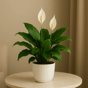 Buy Peace Lily Plant Online in India