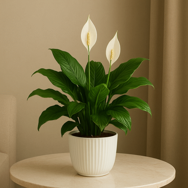 Buy Peace Lily Plant Online in India
