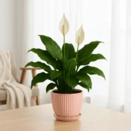 Peace Lily Plant - The Tarva