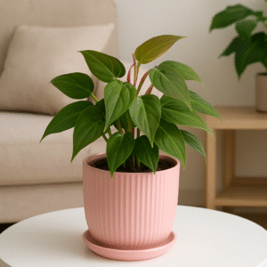 Buy Philodendron Micans Plant Online | Velvet Leaf Philodendron – The Tarva