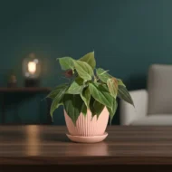 Philodendron Micans Plant - The Tarva