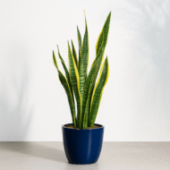 Buy Sansevieria Laurentii Plant Online in India