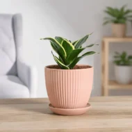 Snake Plant - Golden Hahnii - The Tarva