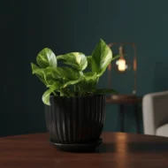 Variegated Money Plant - The Tarva