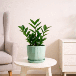 Buy ZZ Plant Online | Low Maintenance & Air Purifying Indoor Plant