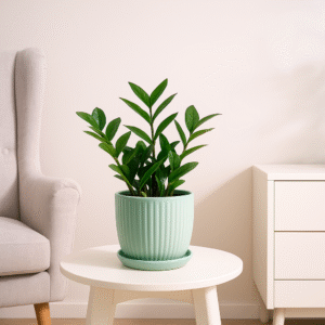 Buy ZZ Plant Online | Low Maintenance & Air Purifying Indoor Plant