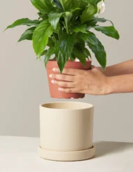 the-TARVA_peace-lily_gallery_04