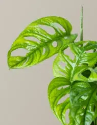 the-tarva_Adonsanii_Gallery_3