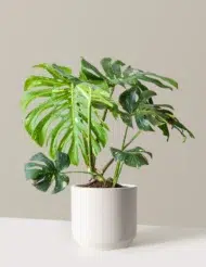 the-tarva_Large-Thai_Constellation_Large_Mexia_Cream_Variant