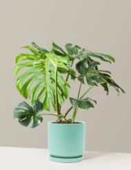 Monstera Thai Constellation Online India