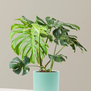 Monstera Thai Constellation Online India
