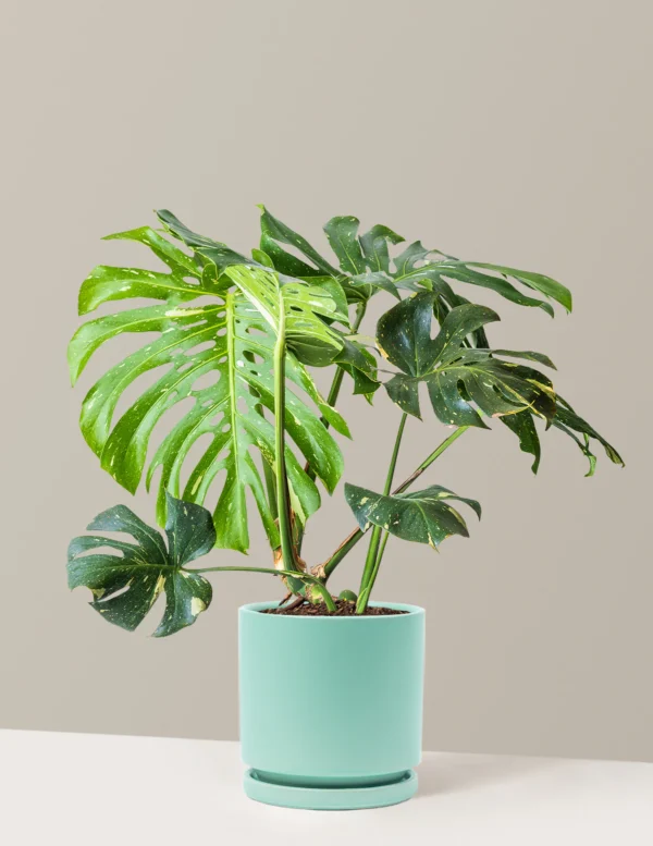 Monstera Thai Constellation Online India