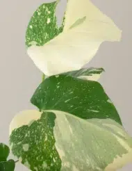 the-tarva_Medium-Monstera-Thai-Constellation_gallery_1_1