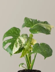 the-tarva_Monstera-Thai-Constellation_Gallery