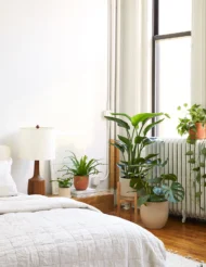 the-tarva_large-bird-of-paradise_gallery_all_04