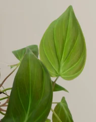 The-Tarva_Philodendron-Micans-Medium_Gallery