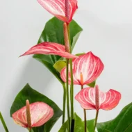 anthurium Livium - The Tarva