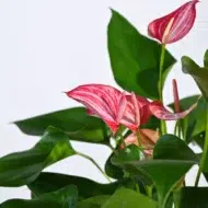 anthurium Livium - The Tarva - 2