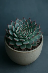 laxmi kamal - the tarva