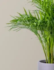 the-Tarva_Areca-Palm_Gallery_1
