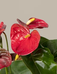 the-Tarva_red-anthurium_gallery_all_all_01_5c387706-02ef-4e9d-8009-99b6820f1cdf